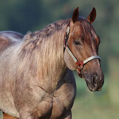 METALLIC CAT — profile photo