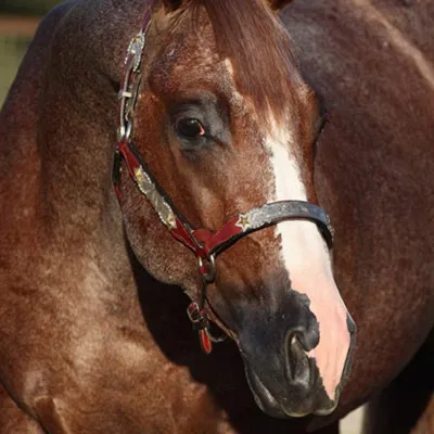 Metallic Rebel — profile photo