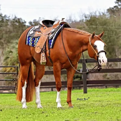 Moola — profile photo