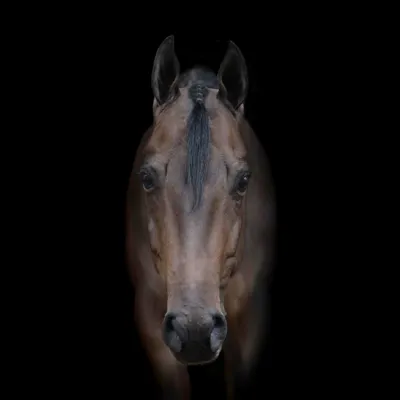 Moonlight Potential — profile photo