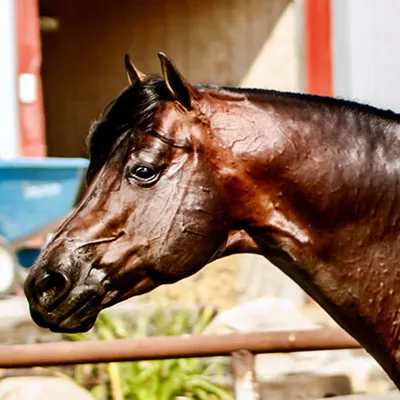 My Chips Are Hott — profile photo