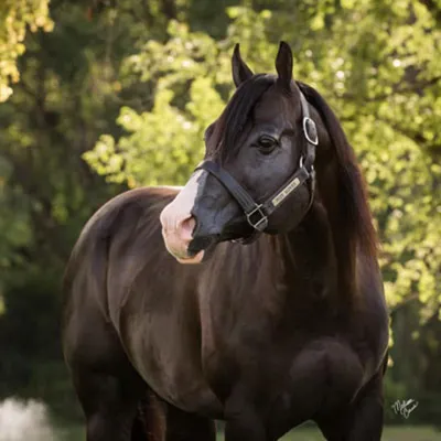 Nite Moves — profile photo