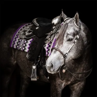 Only A Glamourboy — profile photo