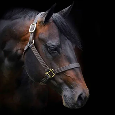 ONLY IN THE MOONLITE — profile photo