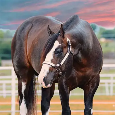 Original Cowboy — profile photo