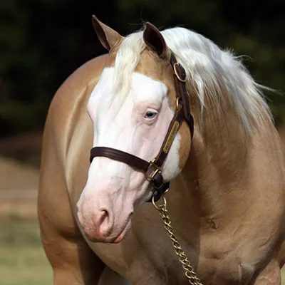 PALE FACE DUNNIT — profile photo