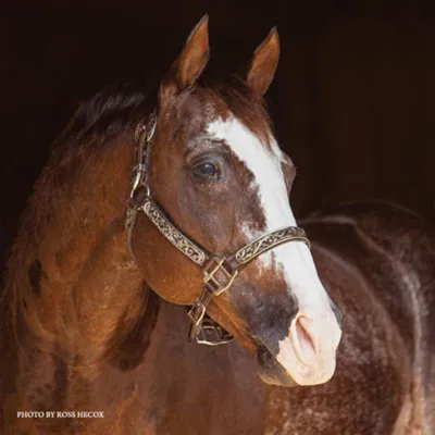 Smooth as a Cat — profile photo