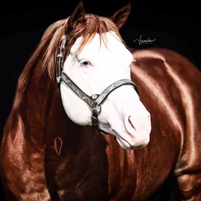 Snipers Smoking Gun — profile photo