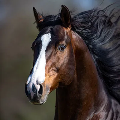 Streaktafamenroyalty — profile photo