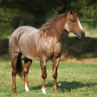 Sweet Lil Pepto — profile photo