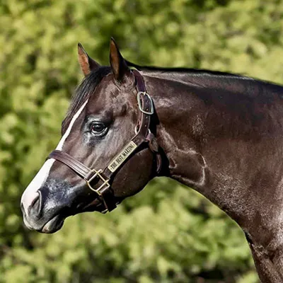 The Best Martini — profile photo