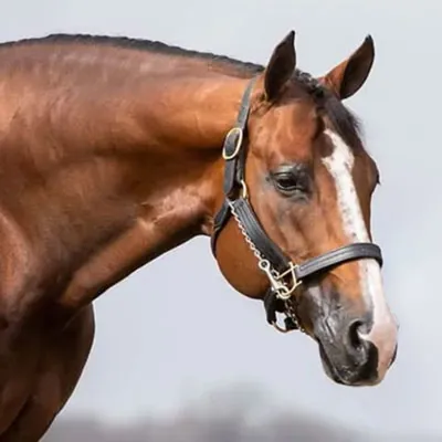 THE BORN LEGACY — profile photo