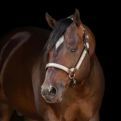 The Extreme Machine — profile photo