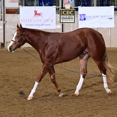 The Grease Machine — profile photo