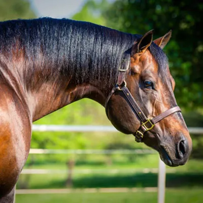 THE KRYMSUN KRUZER — profile photo