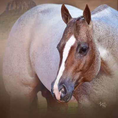 The Rock — profile photo