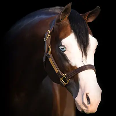 Tricked out spook — profile photo