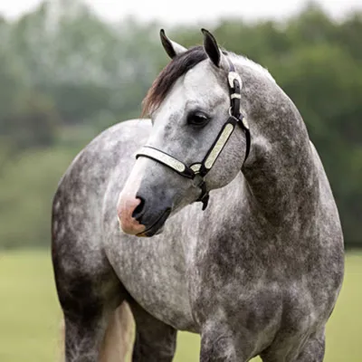 Unbridle Your Dreams — profile photo