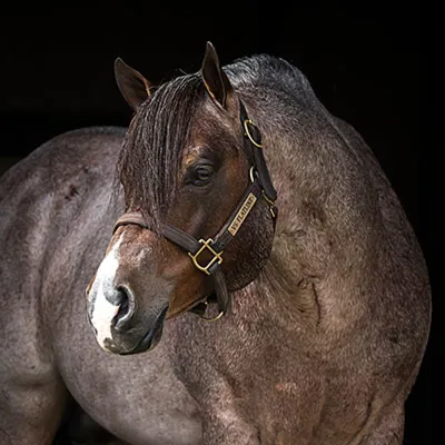 VS Flatline — profile photo