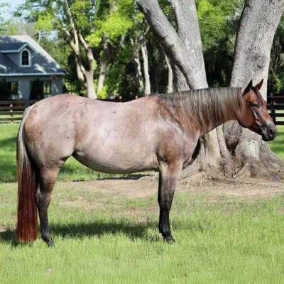 VS Lawless — profile photo