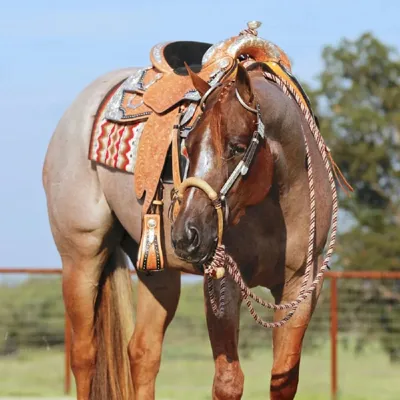 VS The First Lady — profile photo