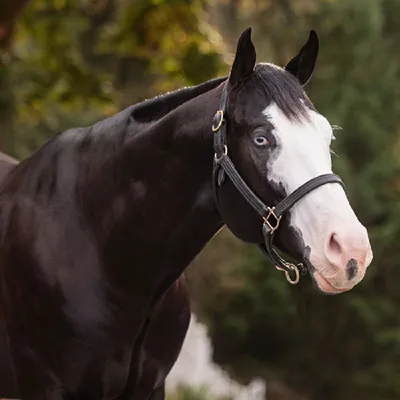 Wow Im Charismatic — profile photo