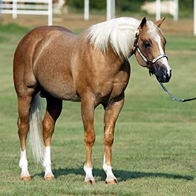 Yellow Roan of Texas — profile photo