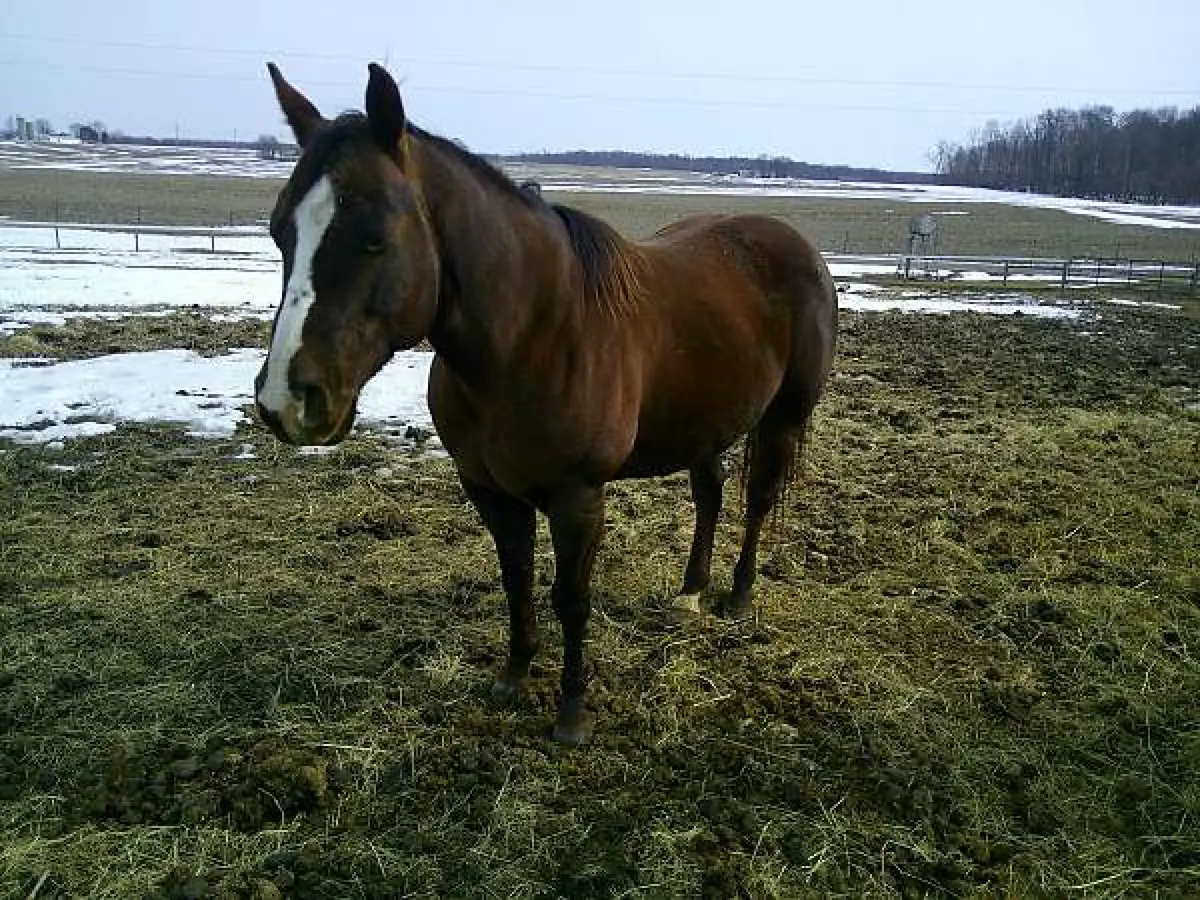 AAPEPONITAS GRACE for sale — $2,500 · Oh, Quincy, OH | Equimeta